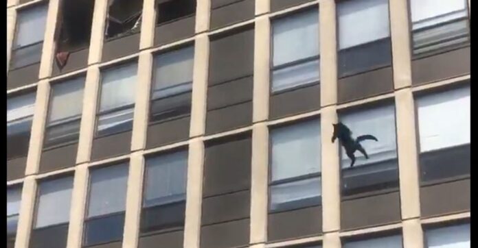 cat jumping chicago fire screenshot youtube chicago fire department