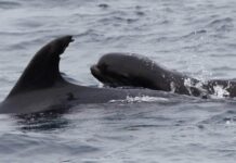Size Doesn’t Matter But for the Heart Size as Whale Calf Found to Have Been Adopted by Dolphin Mom