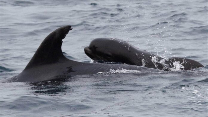 dolphin mom and whale calf released far out ocean research