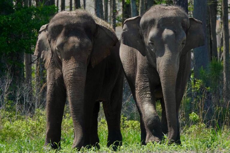 35 Circus Elephants Arrive in Amazing Florida Sanctuary to Retire Among