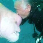 79-Year-old Diver and This Fish Have Been BFFs for Nearly 30 Years After He Nursed Her Back to Health