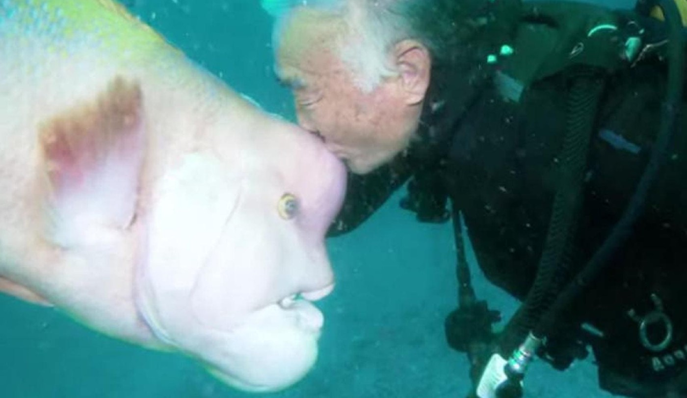 79-Year-old Diver and This Fish Have Been BFFs for Nearly 30 Years After He  Nursed Her Back to Health