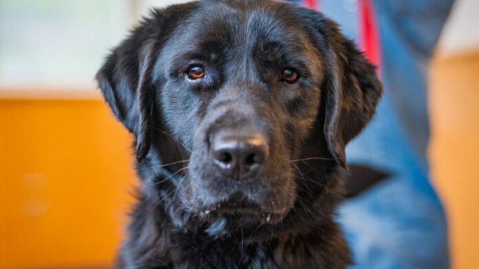 _sheldon released heather paul arson dog
