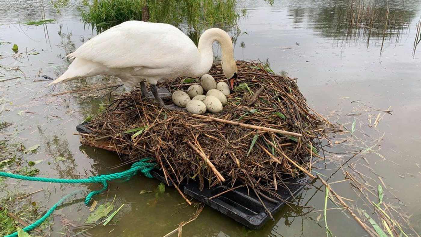 This swan's eggs were saved from the flood by the raft.