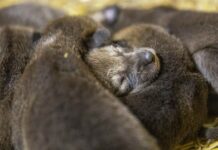 12 Critically Endangered Red Wolf Pups Are Born in North Carolina – A Conservation Baby Boom