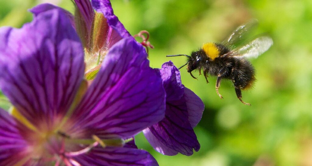 Bumblebees Bite Leaves of Flowerless Plants to Stimulate Earlier Flowering, Biology