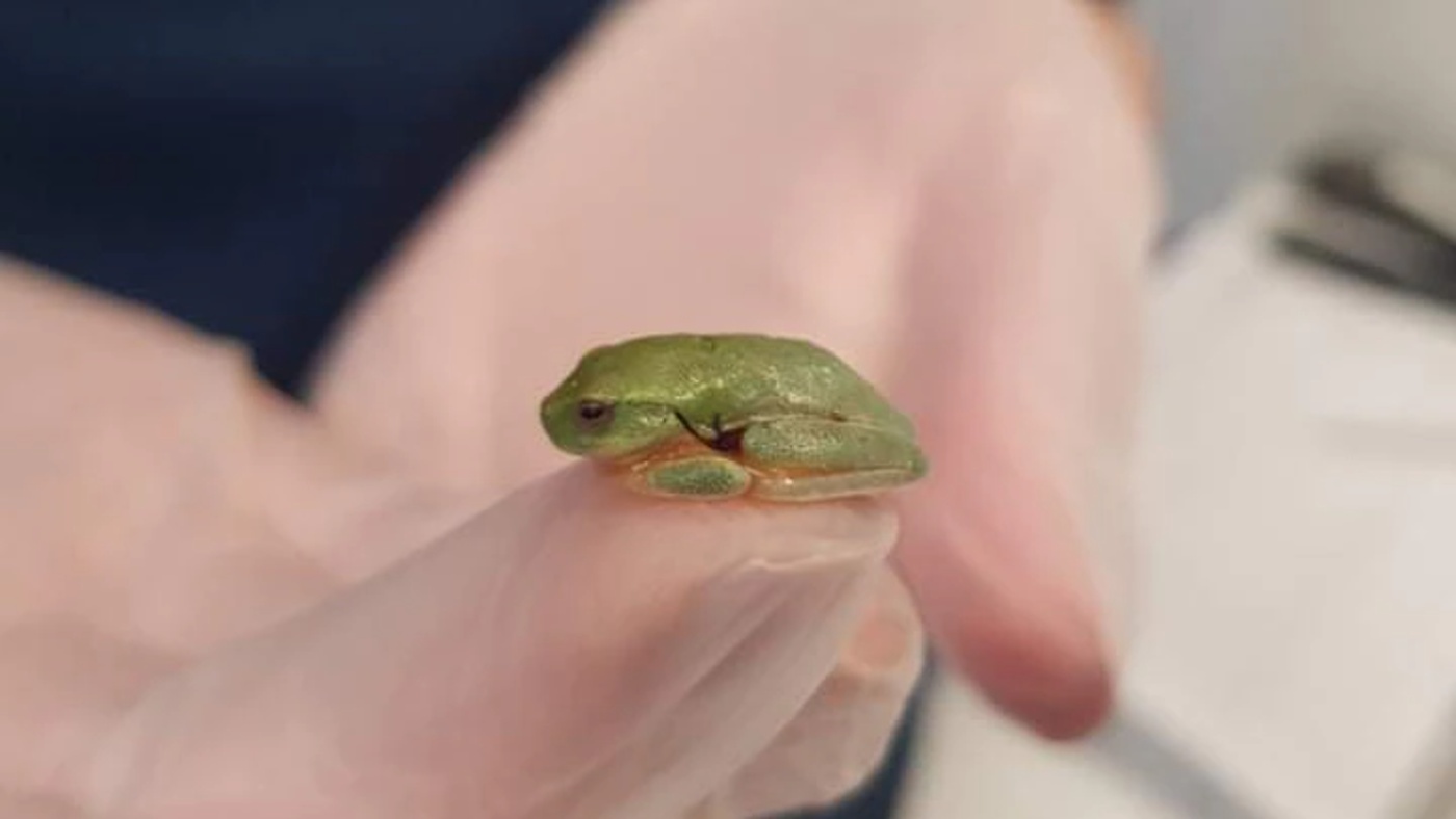 Vet Successfully Sews One Stitch in Tiny Tree Frog Whose Lung Was