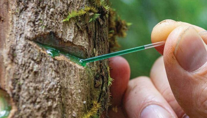 Phyllanthus rufuschaneyi oozing nickel-rich sap (Photo credit Anthony van der Ent UQ)