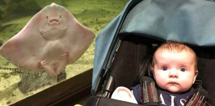 SWNS stingray photobomb cute