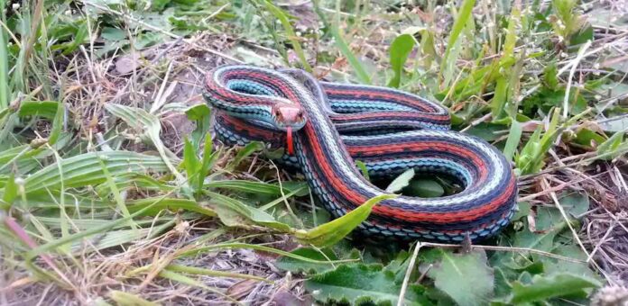 San Francisco garter snake-credit-Richard Kim:USGS Western Ecological Research Center