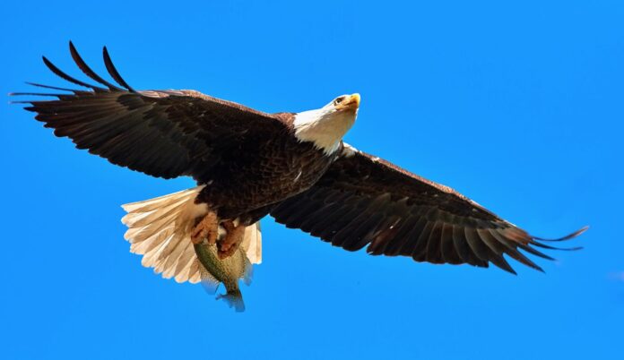 bald eagle bird soaring pubdomain Jongsun Lee
