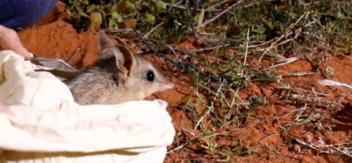 bandicoot released Photo- UNSW Sydney