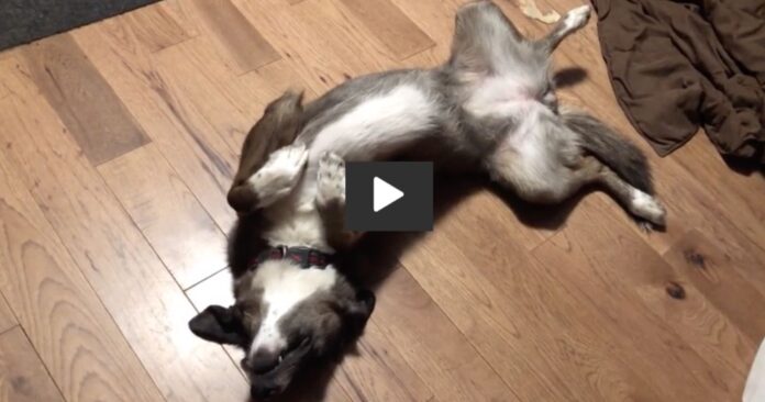 dog belly up video triangle-rumble license