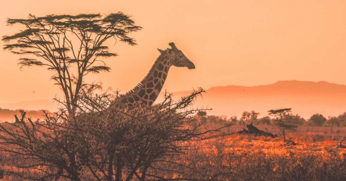 giraffe on a savannah-Africa-peace-pubdomain Harshil Gudka