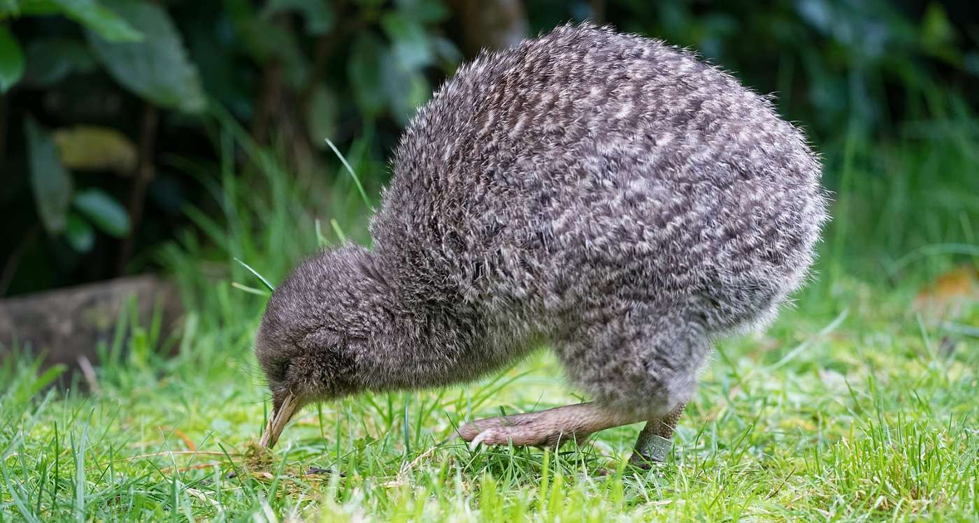 New Zealand is Hearing the Kiwi Call Once Again After 5 Years of Silence:  'It's Amazing'