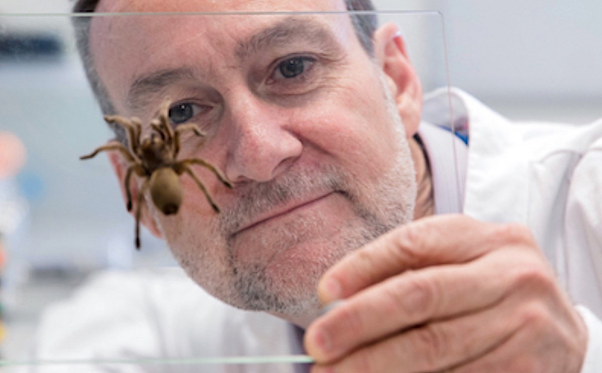 Perawatan Penyelamatan untuk Serangan Jantung Ditemukan Di Dalam Protein Racun Laba-laba Mematikan