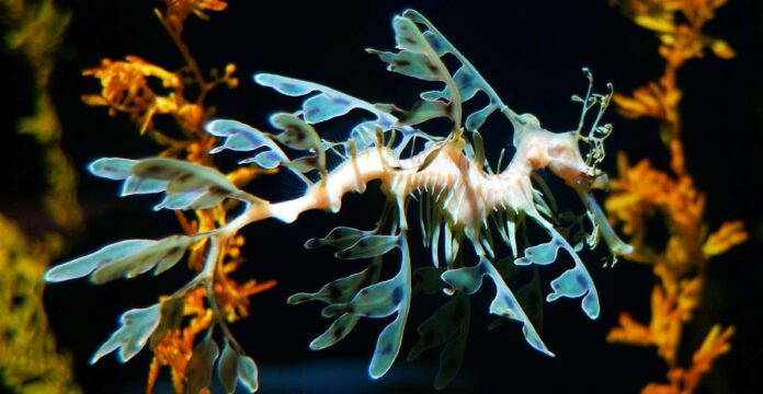 1600px-Leafy_Sea_Dragon r dro!d from atlanta, usa cc license wikimedia commons