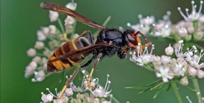 Asian hornet-Vespa velutina-Charles J. Sharp-CC