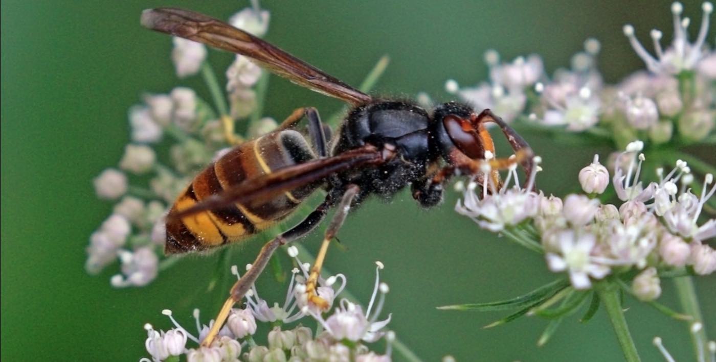 Feromon Seks Dapat Membantu Menghentikan Lebah Raksasa Asia dari Menyerang Inggris dan ‘Menimbulkan Malapetaka’