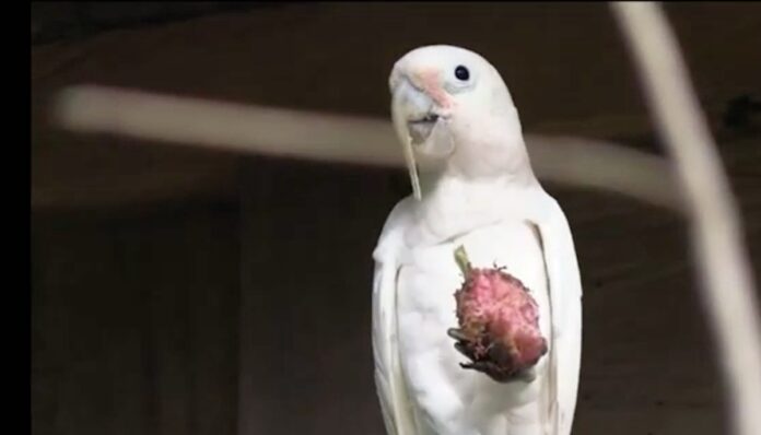 Goffin’s Cockatoo uses tool to pierce fruit seed-Messerli Institute released