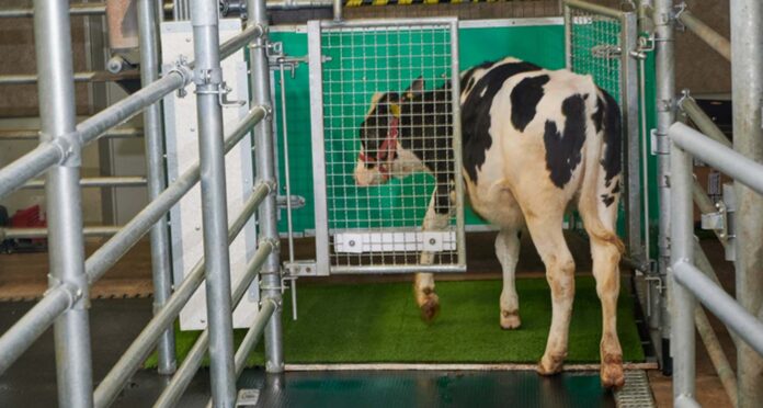 Low-Res_Calves enters the latrine.jpg FBN released