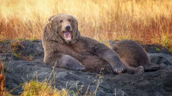 _This young Kodiak brown bear in the sand before lying down and appearing to smile for the camera. Wenona Suydam_Comedy Wildlife Photography Awards 2021