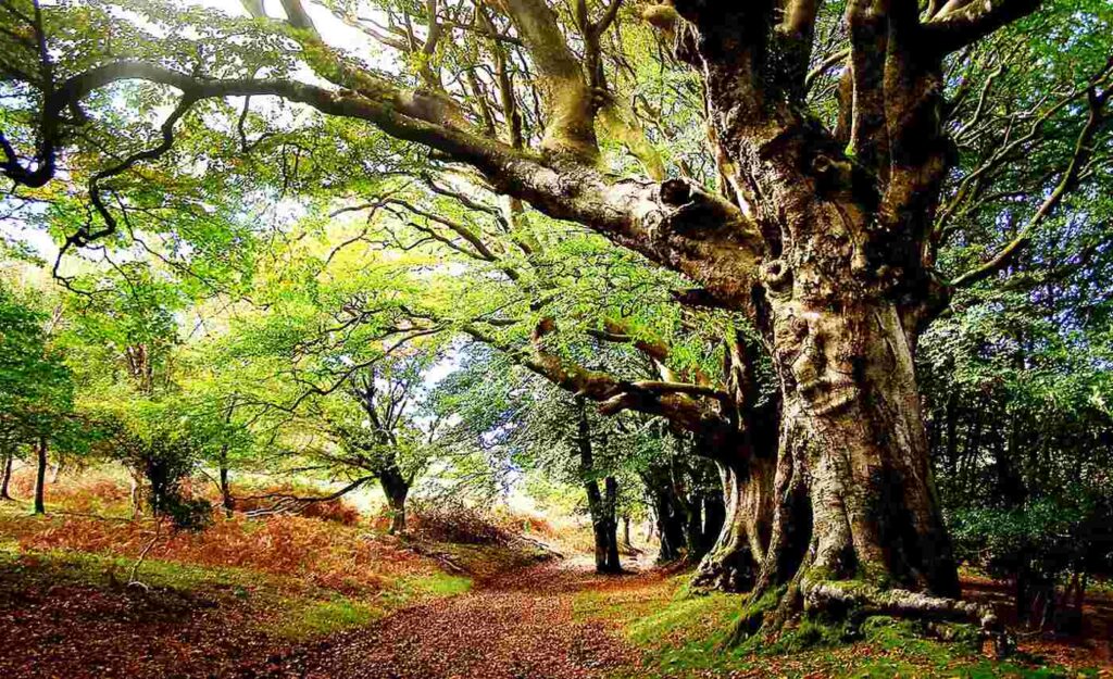 L’Italia protegge per sempre i suoi alberi giganti, alberi enormi che possono vivere per secoli