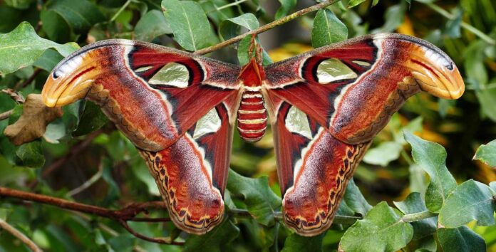 atlas moth Bernard Spragg. NZ cc license wikimedia commons (1)