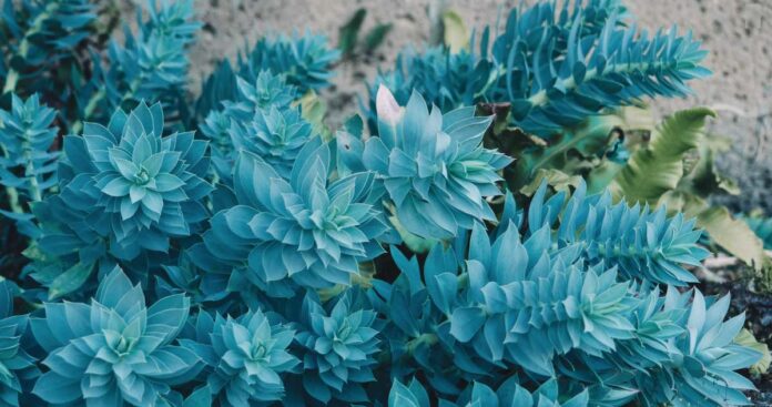 blue succulent flower plant garden beauty-pubdomain Anastasia Zhenina