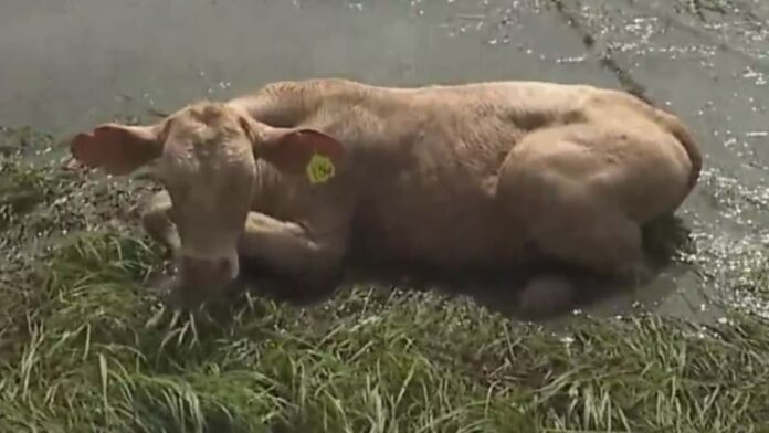 cows screenshot Twitter @kennylopez social media video embed