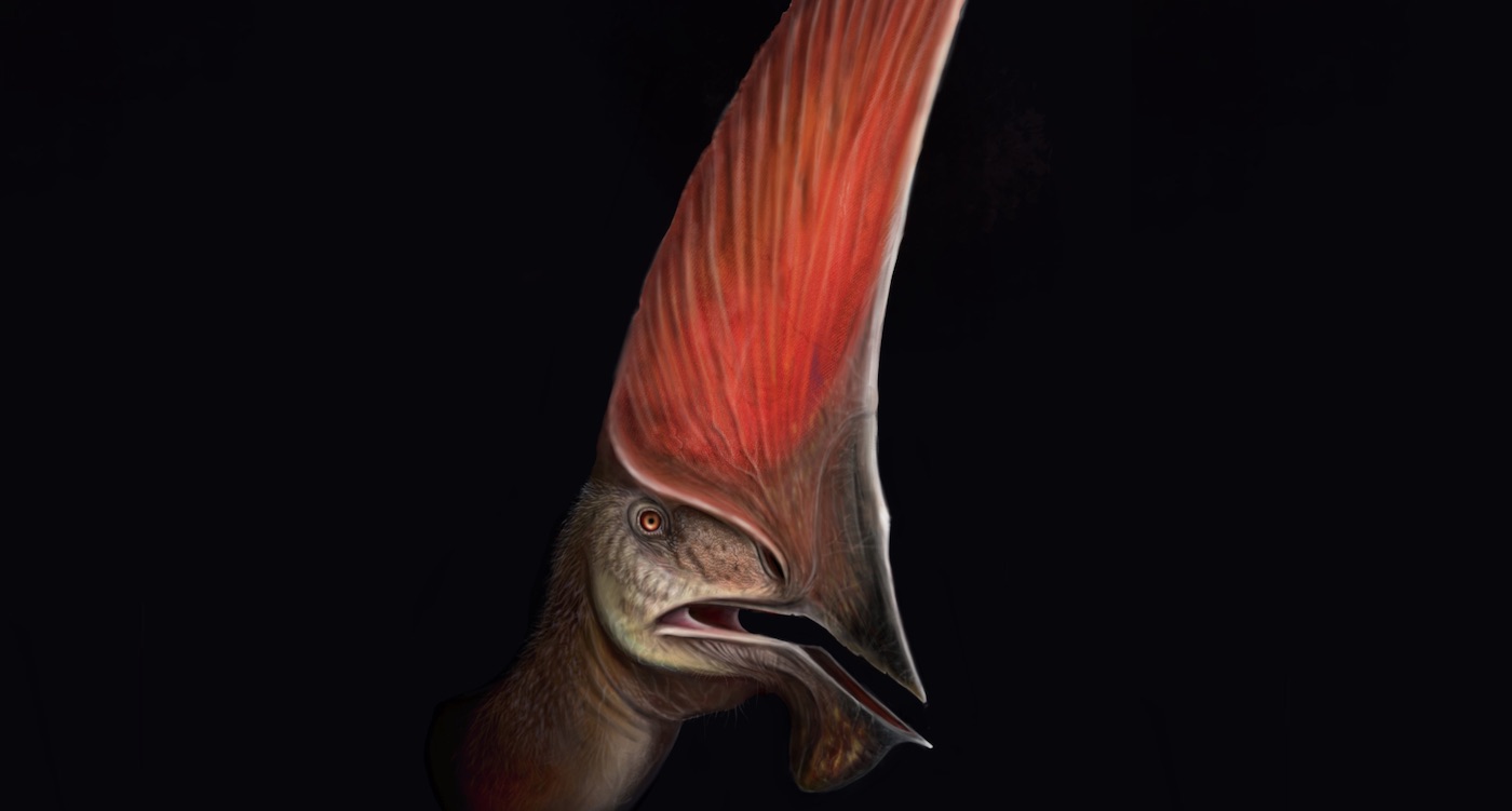 Kerangka Pterosaurus Hampir Lengkap yang Diperoleh dalam Serangan Polisi Mengungkapkan Detail Menakjubkan Tentang Spesies