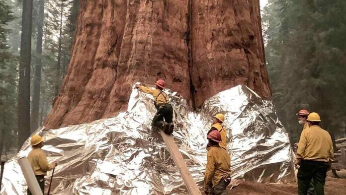 firefighters tree foil released public domain epa