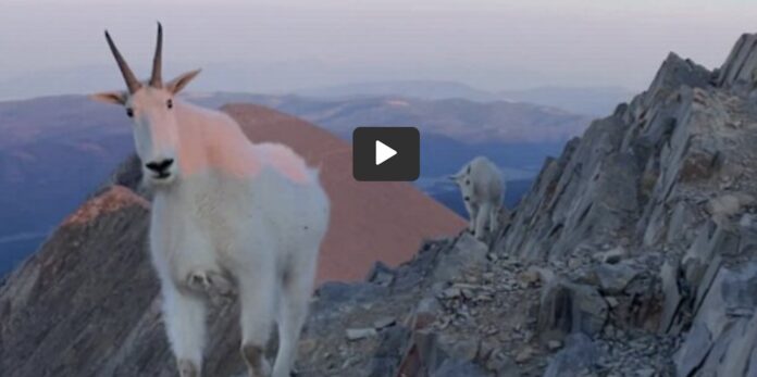 mountain goat on summit with video play triangle-Rumble license