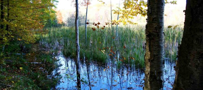 pexels-brenda-timmermans-58880 (1)