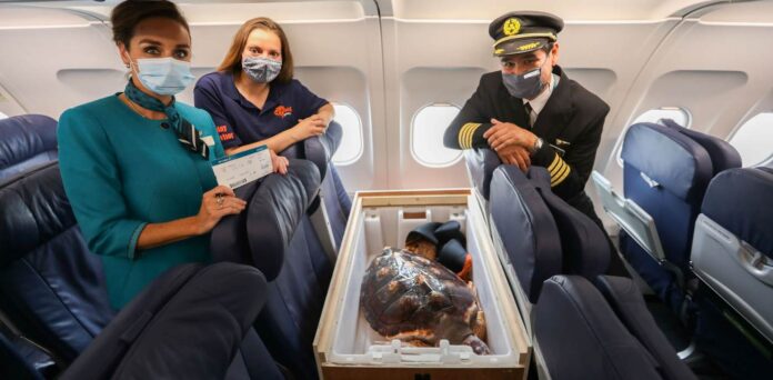 shell-icopter-swns (1)