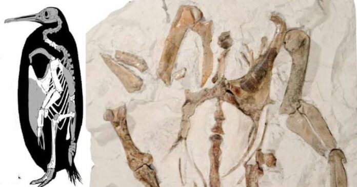 specimen-of-Kairuku-penguine.-Journal-of-Vertebrate-Paleontology