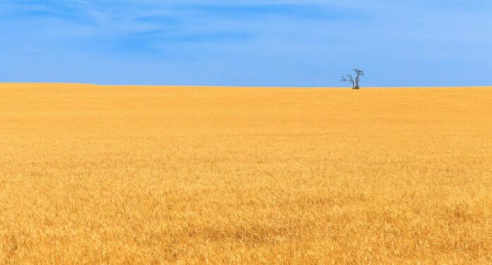 tree in wheat field on summer day-pubdomain-Dave Beasley