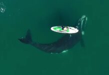 Curious Whale Nudges Paddle Boarder in Argentina in Stunning Video (WATCH)