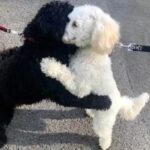 Puppy Siblings Adopted by Different Families Immediately Recognize Each Other During Walks One Year Later