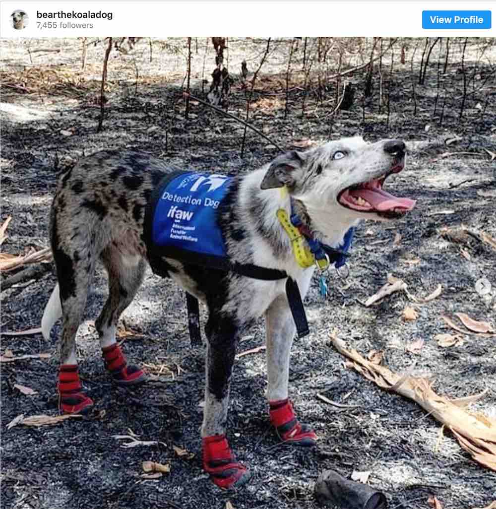 Heroic Dog Gets Award for Saving Over 100 Koalas From Australia’s Bushfires