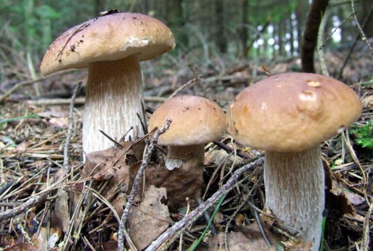 The Many Health Benefits of Eating Mushrooms That Are Wild And Picking Them Doesn’t Deplete Supply