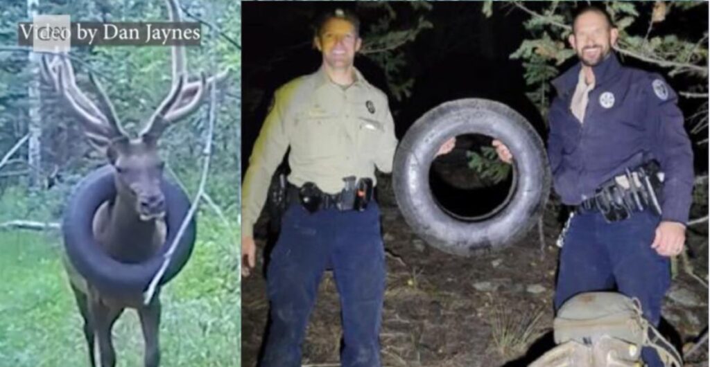 Wildlife Officers Finally Figure Out How to Remove Tire That Was Around an Elk’s Neck for 2 Years