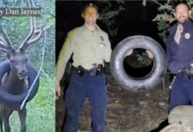 Wildlife Officers Finally Figure Out How to Remove Tire That Was Around an Elk’s Neck for 2 Years