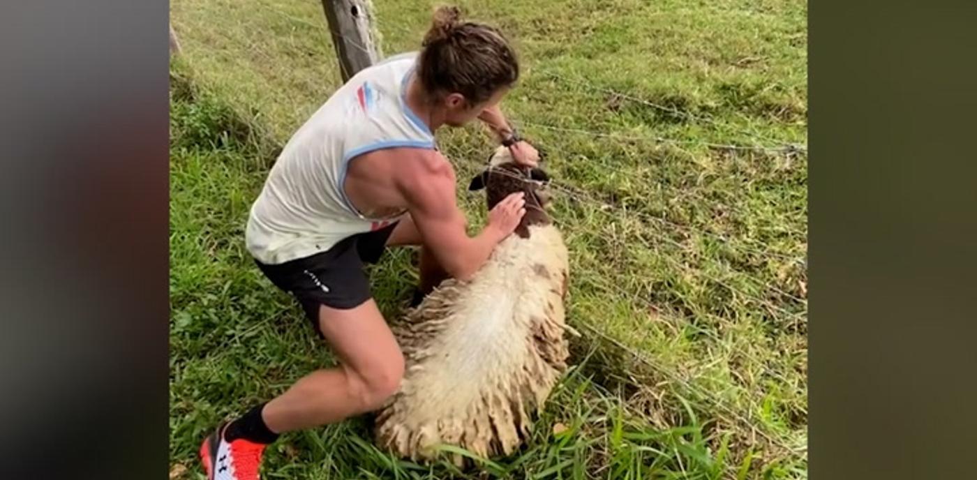 Pemain Rugby Menyelamatkan Domba Dari Kawat Berduri di Video Viral (TONTON)