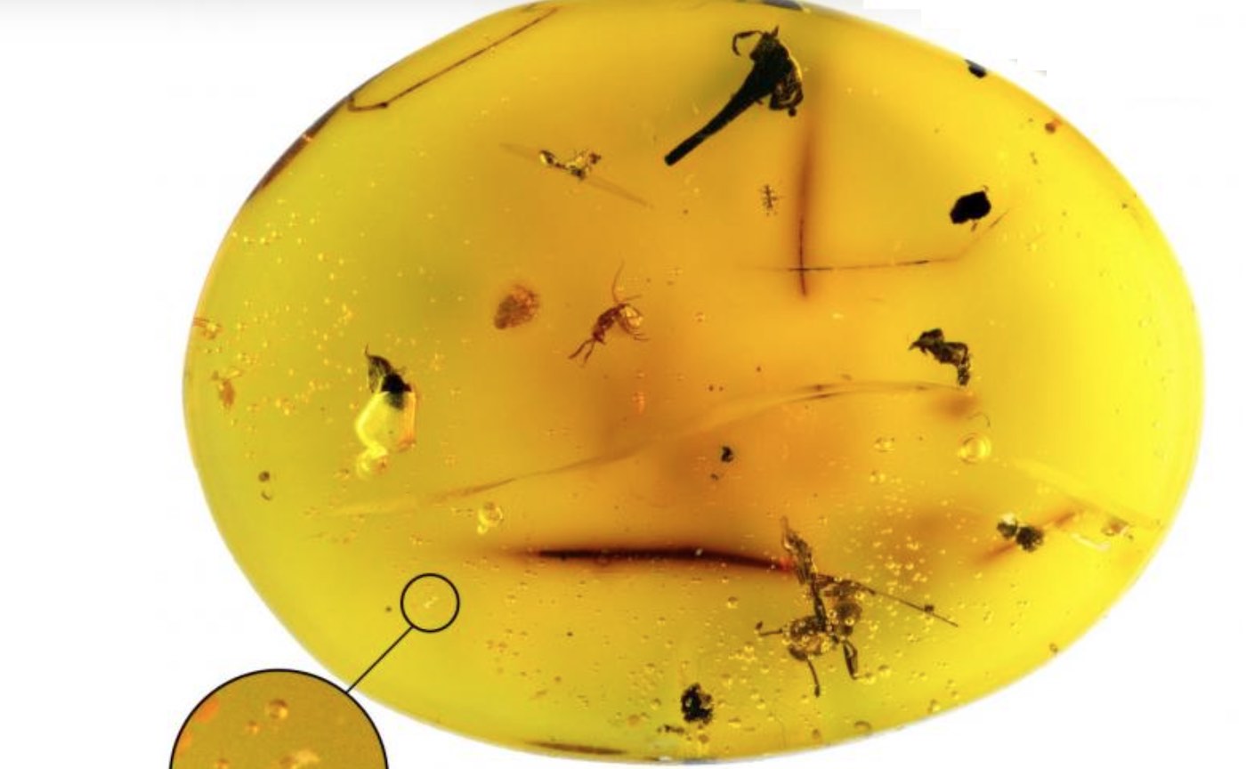 Penemuan Fosil ‘Sekali Dalam Satu Generasi’ Mengungkapkan Spesies Baru dalam Amber Berusia 16 Juta Tahun