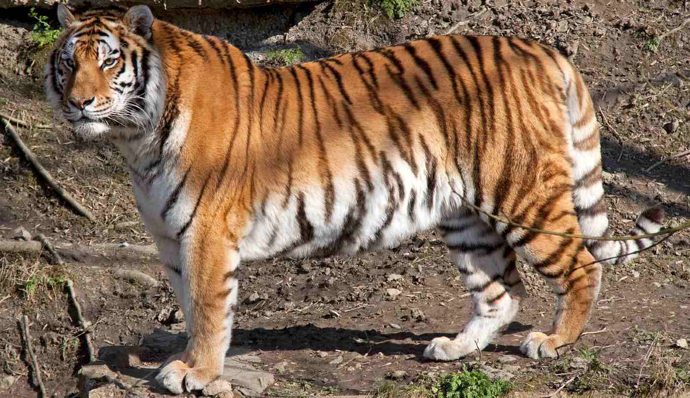 Amur Tiger