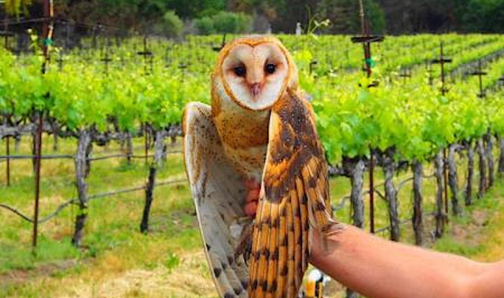 Barn owl in vineyard