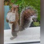 Photo Catches the Moment a Squirrel Strikes ‘Mr Universe’ Pose on Their Windowsill