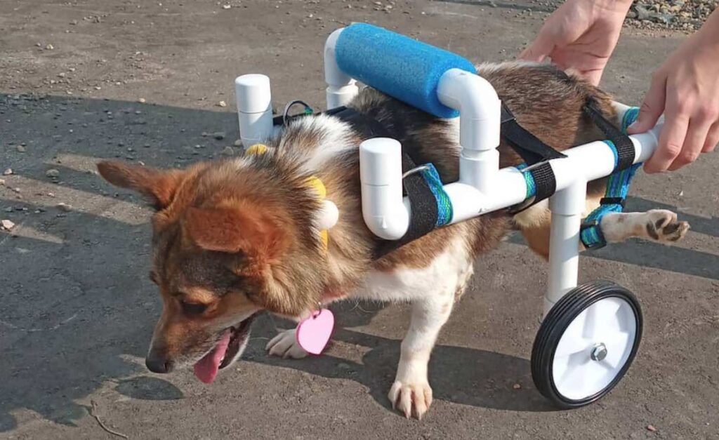 Disabled Oregon teen needs life-saving service dog