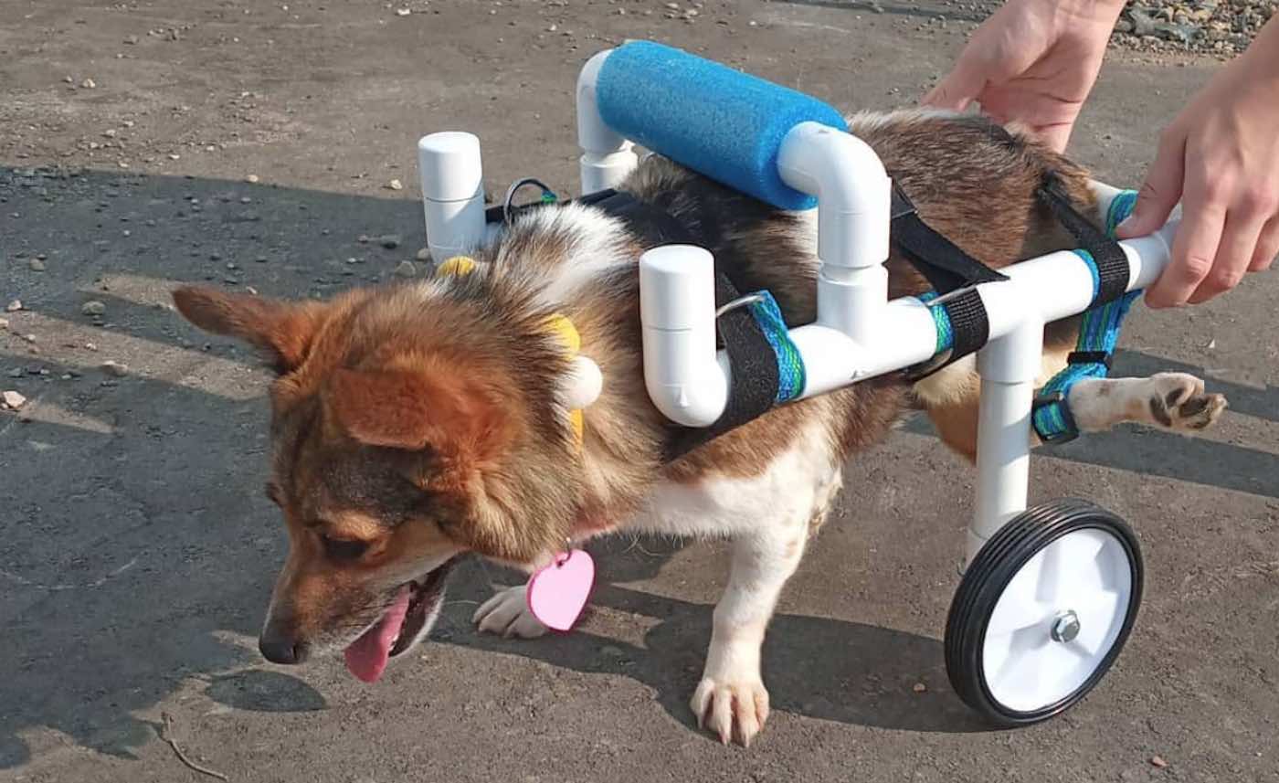Minnesota Teen Membuat Kursi Roda Gratis untuk Anjing dan Kucing Penyandang Cacat – Dan Segera Bebek (WATCH)